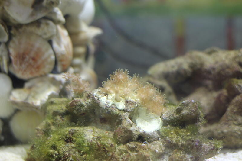 Galaxea_130316.JPG