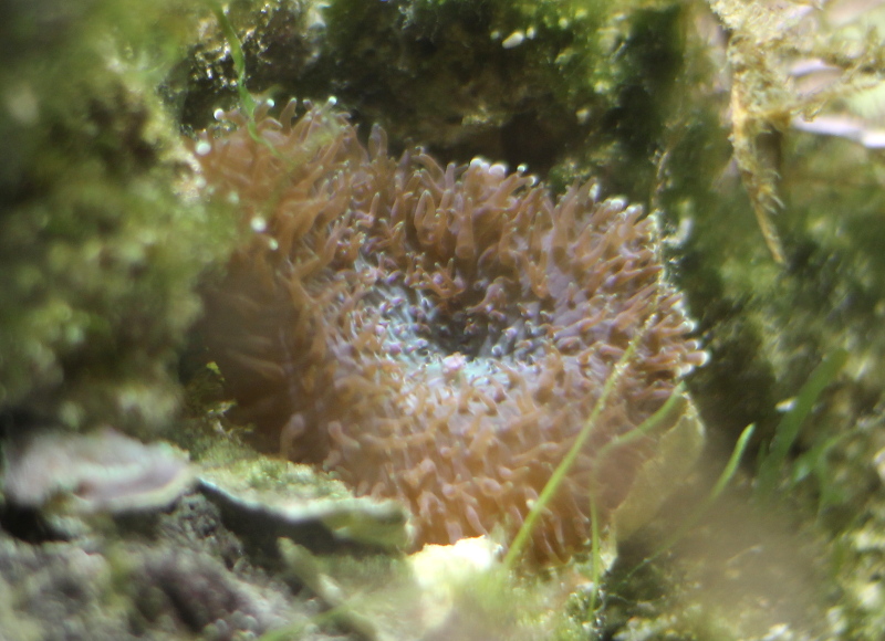 caulastrea (vist).JPG