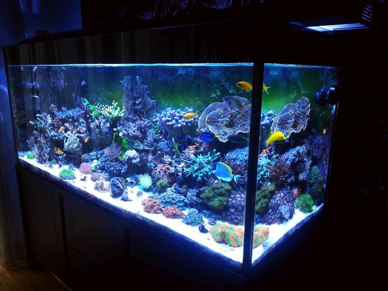 REEF_08.10.2015.jpg