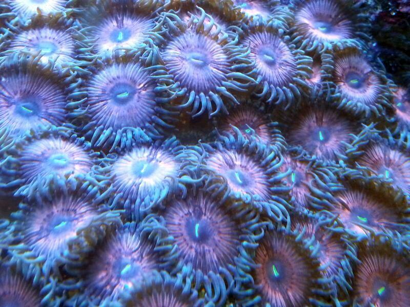 pink zoanthus.jpg