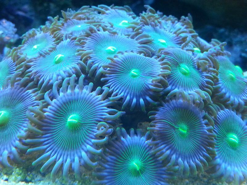 green zoanthus.jpg