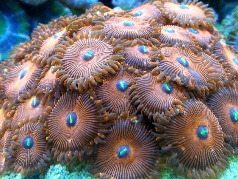 red zoanthus.jpg
